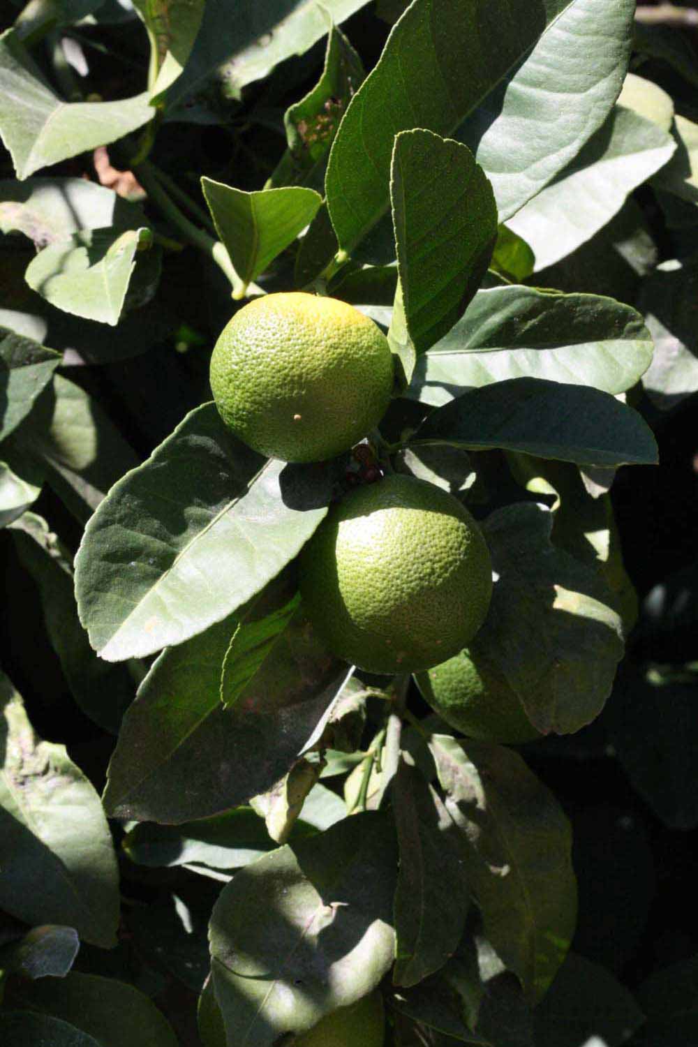              Sun leaves (Riverside, CA)       